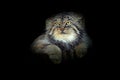 Manul in the dark habitat, cat form Asia. Pallas`s cat or Manul, Otocolobus manul, cute wild cat from Mongolia. Wildlife scene Royalty Free Stock Photo