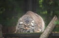 Manul,  Pallas cat,  Otocolobus manul in Rigas Zoo, Latvija Royalty Free Stock Photo