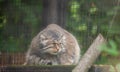 Manul,  Pallas cat,  Otocolobus manul in Rigas Zoo, Latvija Royalty Free Stock Photo