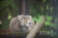 Manul,  Pallas cat,  Otocolobus manul in Rigas Zoo, Latvija Royalty Free Stock Photo