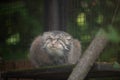 Manul,  Pallas cat,  Otocolobus manul in Rigas Zoo, Latvija Royalty Free Stock Photo