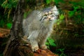 Manul or Pallas`s cat, Otocolobus manul, cute wild cat from Asia. Wildlife scene from the nature. Animal in the nature habitat, Royalty Free Stock Photo