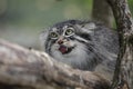 MANUL OR PALLAS`S CAT otocolobus manul, ADULTY GROWLING Royalty Free Stock Photo