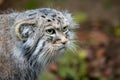 Manul or Pallas`s cat, Otocolobus manul, cute wild cat Royalty Free Stock Photo