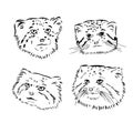 manul pallas's cat sketch engraving vector illustration. Scratch board imitation. Black and white hand drawn image.