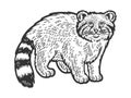 manul pallas's cat sketch raster illustration