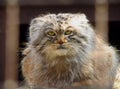 Manul