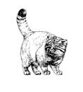 Manul wild cats illustration