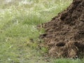 Manure aka muck. Natural fertilizer. Background with copyspace. Royalty Free Stock Photo