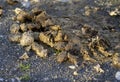 Manure dung heap Horse droppings in a field Royalty Free Stock Photo