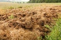 Manure heap Royalty Free Stock Photo