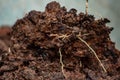 Manure: organic bio natural fertilizer in a wheel barrow. Farm life. Close up