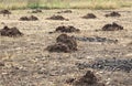 Manure is stored in small piles on a farm field Royalty Free Stock Photo