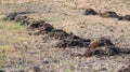 Manure is stored in small piles on a farm field Royalty Free Stock Photo