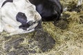 A motley, black white cow lies on the floor in the barn.