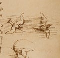 Manuscript, drawings, bird\'s flight by Leonardo Da Vinci in the old book The Codice Sul Volo, by E. Rouveyre , 1893