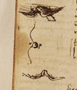 Manuscript, drawings, birds by Leonardo Da Vinci in the old book The Codice Sul Volo, by E. Rouveyre , 1893