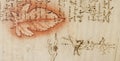 Manuscript, drawings, red leaf, blueprints by Leonardo Da Vinci in the old book The Codice Sul Volo, by E. Rouveyre , 1893