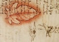 Manuscript, drawings, red leaf, blueprints by Leonardo Da Vinci in the old book The Codice Sul Volo, by E. Rouveyre , 1893