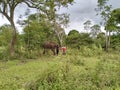 Manusia dan hewan, gajah, perawatan gajah, penangkaran Gajah di Aceh. Royalty Free Stock Photo