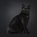 Manx cat on black background Royalty Free Stock Photo