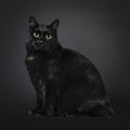 Manx cat on black background Royalty Free Stock Photo