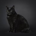 Manx cat on black background Royalty Free Stock Photo