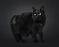 Manx cat on black background Royalty Free Stock Photo