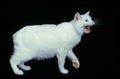 Manx Domestic Cat, Cat Breed without Tail, Adult Snarling against Black Background