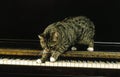 Manx Domestic Cat, Cat Breed without Tail, Adult standing on Piano