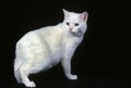 Manx Domestic Cat, a Cat Breed withoug Tail, Adult against Black Background