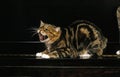 Manx Domestic Cat, a Cat Breed withoug Tail, Adult standing on Piano, Snarling