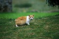 Manx Domestic Cat, Tailless Breed