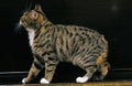 Manx Domestic Cat, Tailless Breed