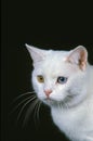 Manx Domestic Cat, Tailless Breed, Portrait with Different Colors Eyes