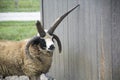 Manx Loaghtan goat Royalty Free Stock Photo