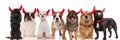 Many adorable devil dogs on white background