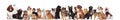 Many adorable dogs of different breeds looking up