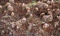 Many aerial roots of taxodium distichum tree. Royalty Free Stock Photo