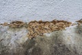 Many Alates termite winged insect on the floor.