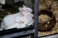 Many albino white rats in a cage Royalty Free Stock Photo