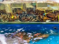 Many alive lobsters in water tank at seafood market