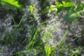 Many allergenic fluffy white poplar seeds are on the ground in t