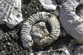 Many Ammonite Fossils from the Jurassic