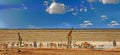 Many animals around a waterhole in Etosha with giraffe, Oryx and springbok