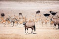 Many animals at waterhole in Etosha Namibia