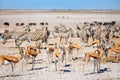 Many animals at waterhole in Etosha Namibia