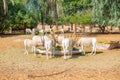 many antelope with twisted horns near the waterhole