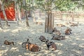 Many antelopes on the ground, behing fence, zoo garden