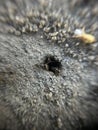 many ants climb into a hole in the ground